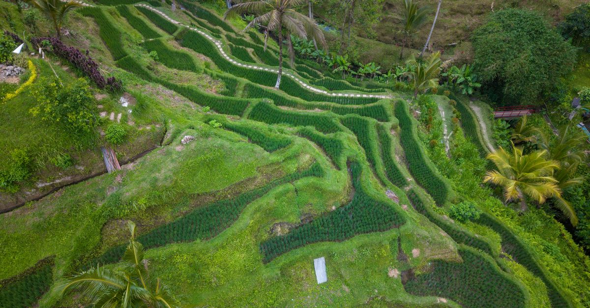 Lush green Bali rice terraces stepping down a hillside under soft morning light