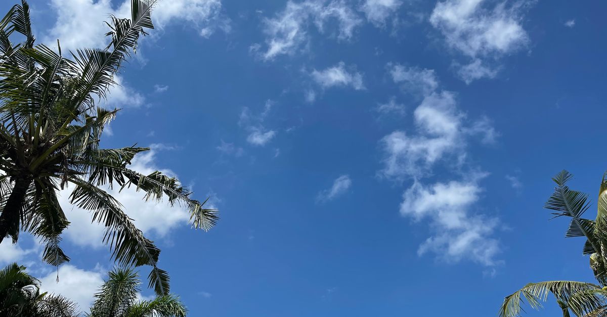 Palm trees against a clear blue sky on a sunny day in Bali