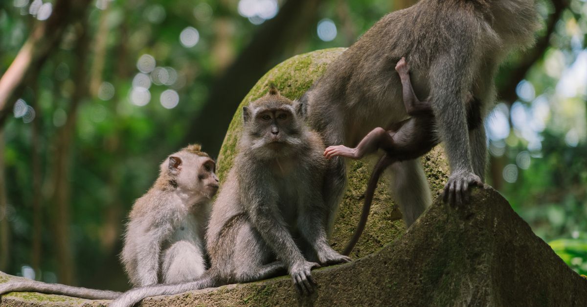 Balinese long-tailed macaques perched among lush jungle trees in the Sacred Monkey Forest, Ubud, Bali