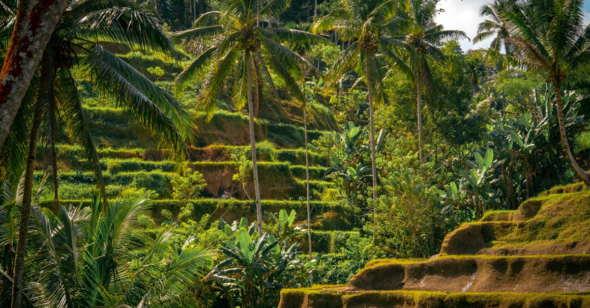 Bali rice terraces at Ubud framed by tall palm trees