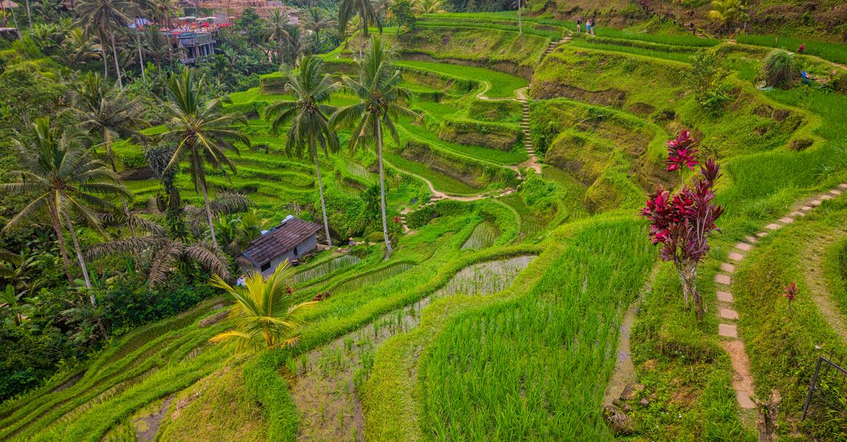 Aerial view of lush green rice terraces in Bali near Canggu, a popular remote-work base